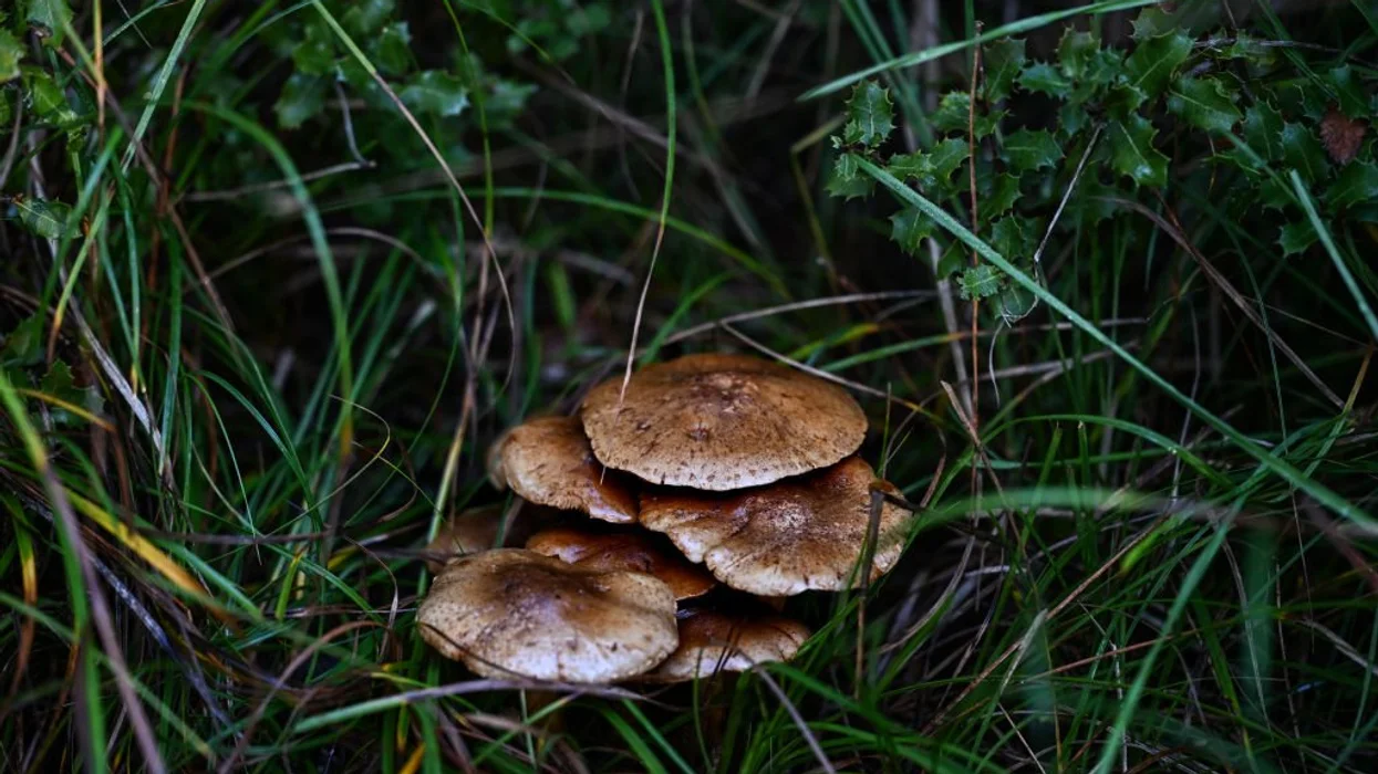 Researchers examine how fungus could be the food of the future, possibly replacing meat